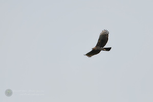 Mountain hawk-eagle (Nisaetus nipalensis) (1)