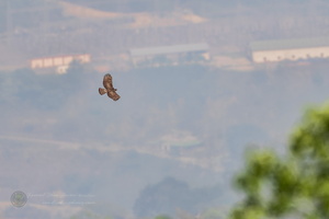Mountain hawk-eagle (Nisaetus nipalensis) (2)