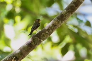 Mugimaki Flycatcher (Ficedula mugimaki) (1)