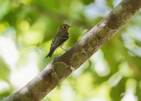 Mugimaki Flycatcher (Ficedula mugimaki) (2)