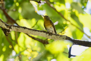 Mugimaki Flycatcher (Ficedula mugimaki) (3)