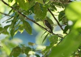 Mugimaki Flycatcher (Ficedula mugimaki) (4)