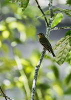 Mugimaki Flycatcher (Ficedula mugimaki) (5)