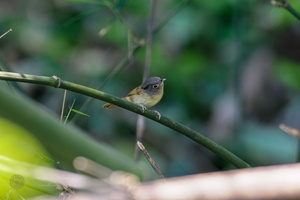 Nepal Fulvetta (Alcippe nipalensis) (1)