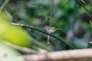 Nepal Fulvetta (Alcippe nipalensis) (2)
