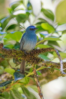 Nilgiri flycatcher (Eumyias albicaudatus) (1)