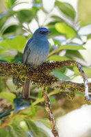Nilgiri flycatcher (Eumyias albicaudatus) (2)