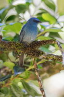 Nilgiri flycatcher (Eumyias albicaudatus) (3)