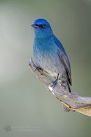 Nilgiri flycatcher (Eumyias albicaudatus) (4)