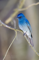 Nilgiri flycatcher (Eumyias albicaudatus) (5)