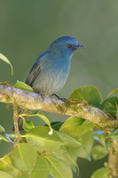 Nilgiri flycatcher (Eumyias albicaudatus) (6)