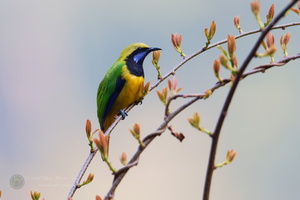 Orange-bellied Leafbird (Chloropsis hardwickii) (1)