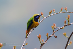 Orange-bellied Leafbird (Chloropsis hardwickii) (2)
