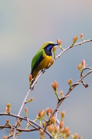Orange-bellied Leafbird (Chloropsis hardwickii) (3)