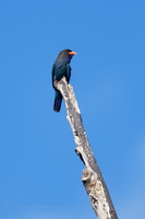 Oriental dollarbird (Eurystomus orientalis)