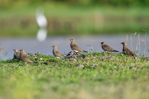 Oriental Pratincole (Glareola maldivarum)