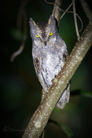 Oriental Scops Owl (Otus sunia modestus) (1)