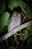 Oriental Scops Owl (Otus sunia modestus) (2)
