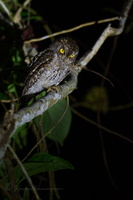 Oriental Scops Owl (Otus sunia modestus) (3)