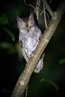 Oriental Scops Owl (Otus sunia modestus) (4)