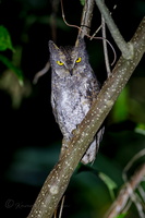 Oriental Scops Owl (Otus sunia modestus)
