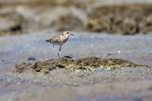 Pacific Golden Plover (Pluvialis fulva) (1)