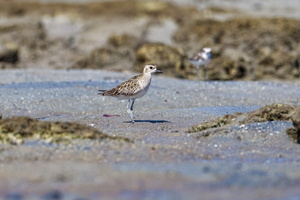 Pacific Golden Plover (Pluvialis fulva) (2)