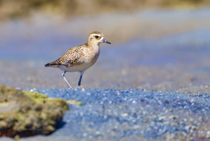Pacific Golden Plover (Pluvialis fulva) (3)
