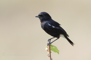 Pied Bushchat (Saxicola caprata) (01)