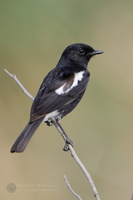 Pied Bushchat (Saxicola caprata) (1)