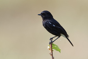 Pied Bushchat (Saxicola caprata) (02)