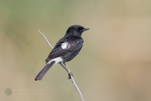 Pied Bushchat (Saxicola caprata) (2)