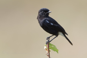Pied Bushchat (Saxicola caprata) (3)
