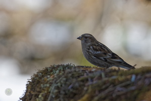 Plain Mountain-finch (Leucosticte nemoricola) (1)