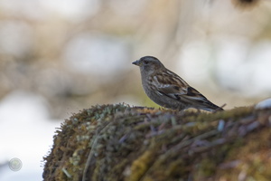 Plain Mountain-finch (Leucosticte nemoricola) (2)