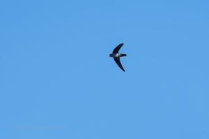 Plume-toed Swiftlet (Collocalia affinis)