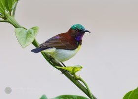 Purple-rumped Sunbird (Leptocoma zeylonica) (1)