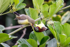 Purple-rumped Sunbird (Leptocoma zeylonica) (2)