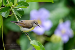 Purple-rumped Sunbird (Leptocoma zeylonica) (4)