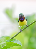 Purple-rumped Sunbird (Leptocoma zeylonica) (6)