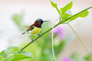 Purple-rumped Sunbird (Leptocoma zeylonica) (7)
