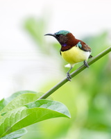 Purple-rumped Sunbird (Leptocoma zeylonica) (8)
