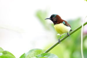 Purple-rumped Sunbird (Leptocoma zeylonica) (9)