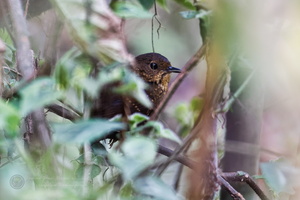 Pygmy Cupwing (Pnoepyga pusilla) (1)