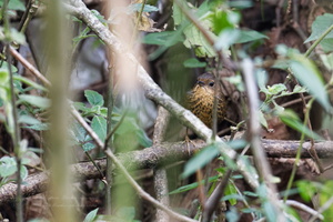 Pygmy Cupwing (Pnoepyga pusilla) (2)