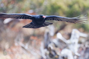 Red-billed Chough (Pyrrhocorax pyrrhocorax)