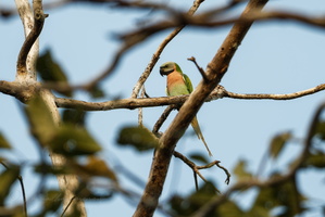 Red-breasted Parakeet (Psittacula alexandri)