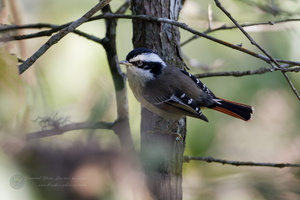 Red-tailed Minla (Minla ignotincta)01