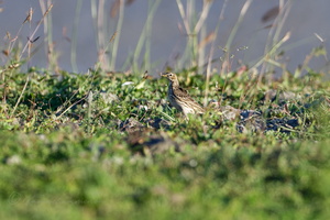 Red-throated Pipit (Anthus cervinus)