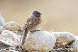 Robin Accentor (Prunella rubeculoides) (1)